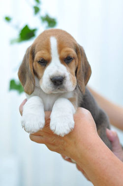 13599939_1041302179238974_6313222025061796807_n