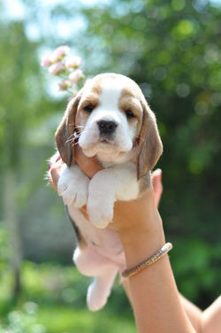 13626607_1041848629184329_6803995450785560709_n