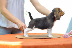 13557656_1041830532519472_5224972023367730944_n