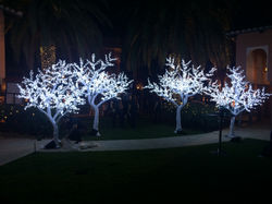 Cherry Trees 06