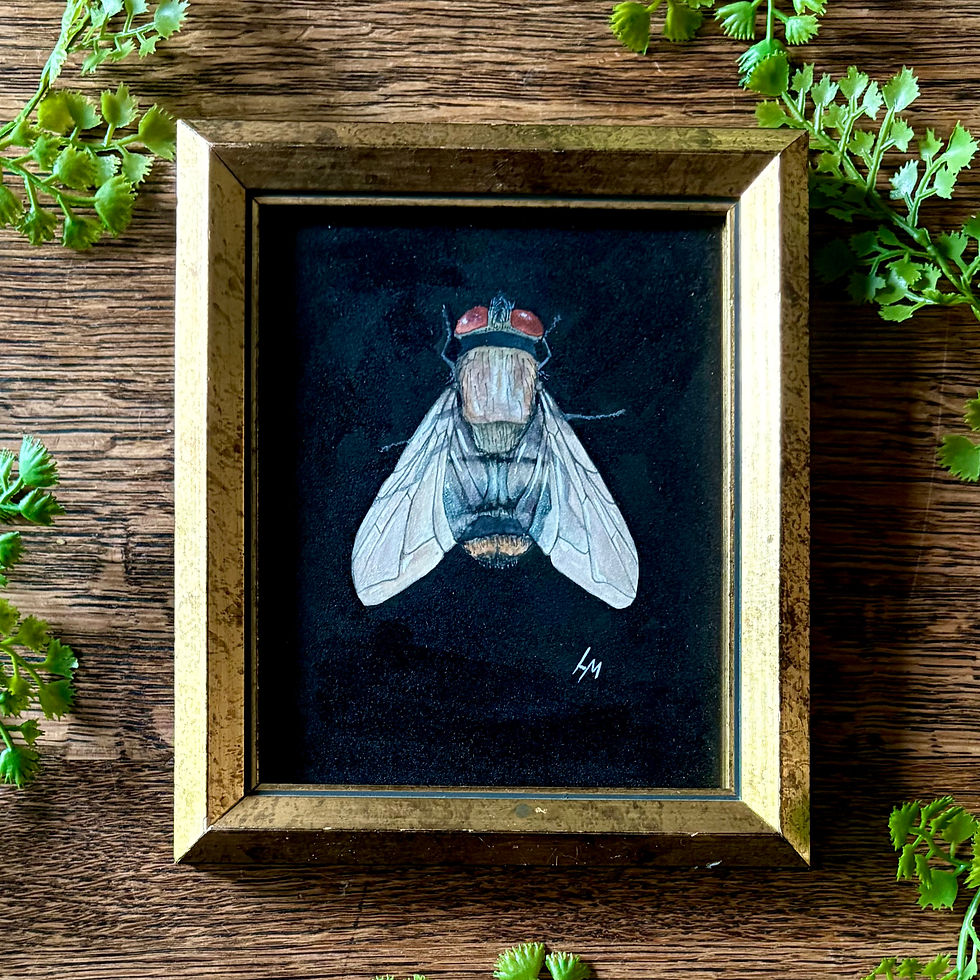 Tachinid Fly in Watercolor Painting and Vintage gold Frame