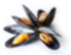 Mussels
