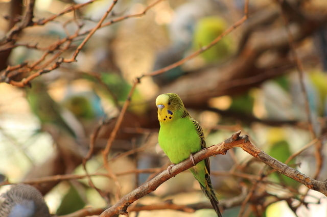 愛鳥が迷子になってしまったら ロストした時にできること ロストを防ぐための対策を解説