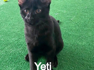 Yeti_edited_edited_edited.jpg