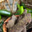 Thumbnail: Las Dos Vaquitas - Chile Verde