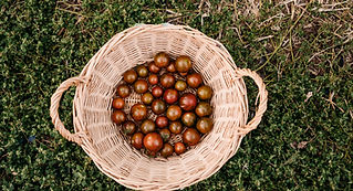 basket-of-tomatoes-at-vegetable-garden-greenhouse-2024-11-03-00-31-32-utc.jpg