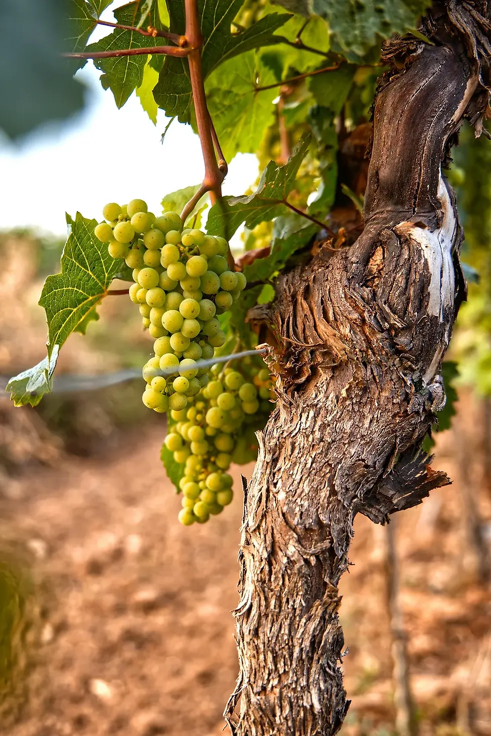 36. “Abide in Me and I in you,” Jesus taught. The vine is an illustration of fruit coming from our connection with Him, the source of life.