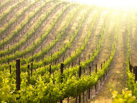 Visit French Riviera Vineyards with Vignes Émoi: An Unforgettable Wine Experience