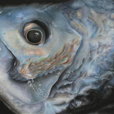 クサカベ賞
堀　智貴
「クロダイ」