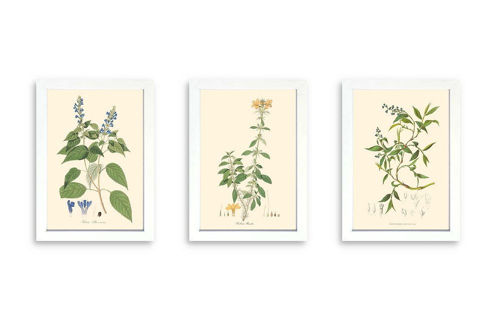 תמונה ממוזערת: Blue Flowers Set