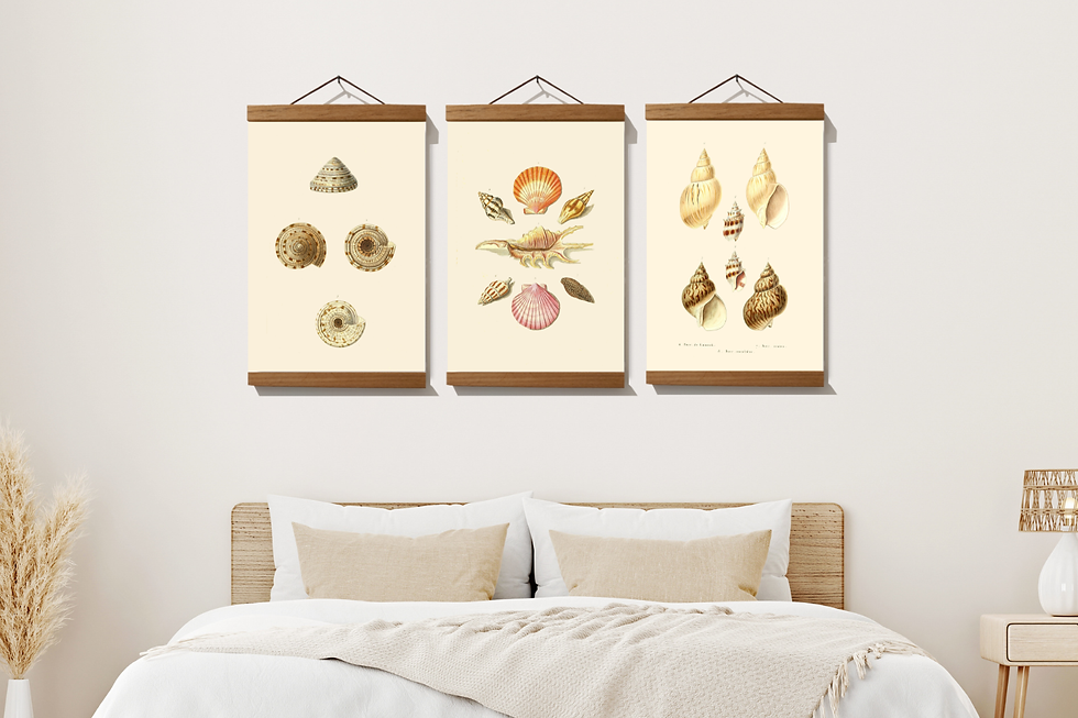 Thumbnail: Set of 3 pictures - Seashells