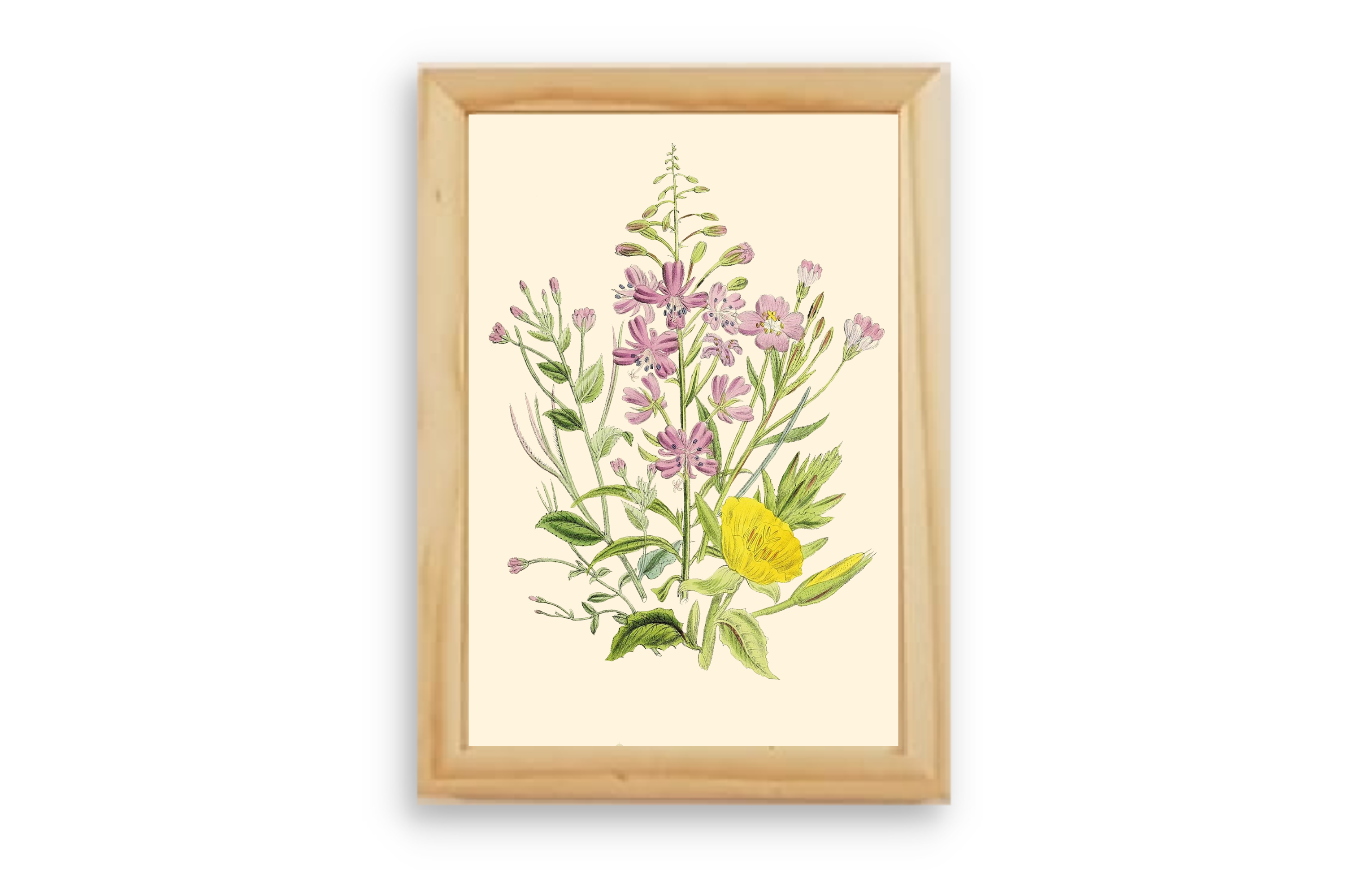 תמונה ממוסגרת - Sophia