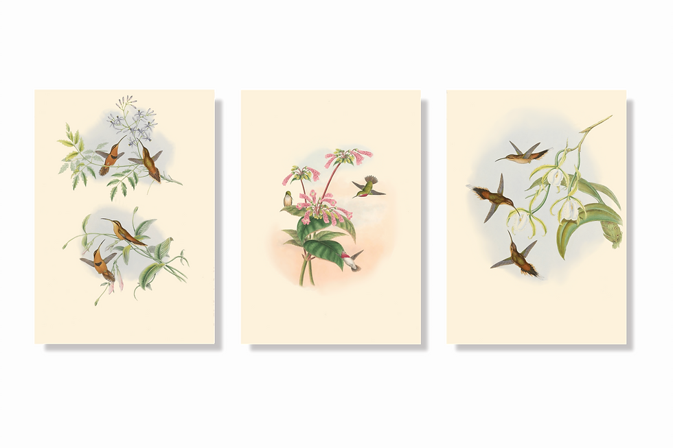 תמונה ממוזערת: סט תמונות חגיגי