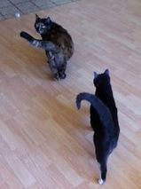 Pet sitting in Vancouver WA