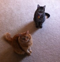Pet sitting in Vancouver WA
