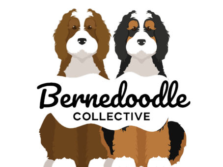 Bernedoodle Generations Explained: What F1, F1b and Multigenerational Actually Mean