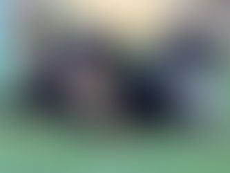 The Gentle Giant Behind the Bernedoodle: Understanding the Bernese Mountain Dog Temperament