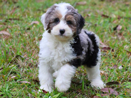 How to Care for Your Bernedoodle Puppy: The Real-World Guide for Australian families