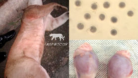 In Vitro Fertilization of Cougar Using Preserved Genetic Material
