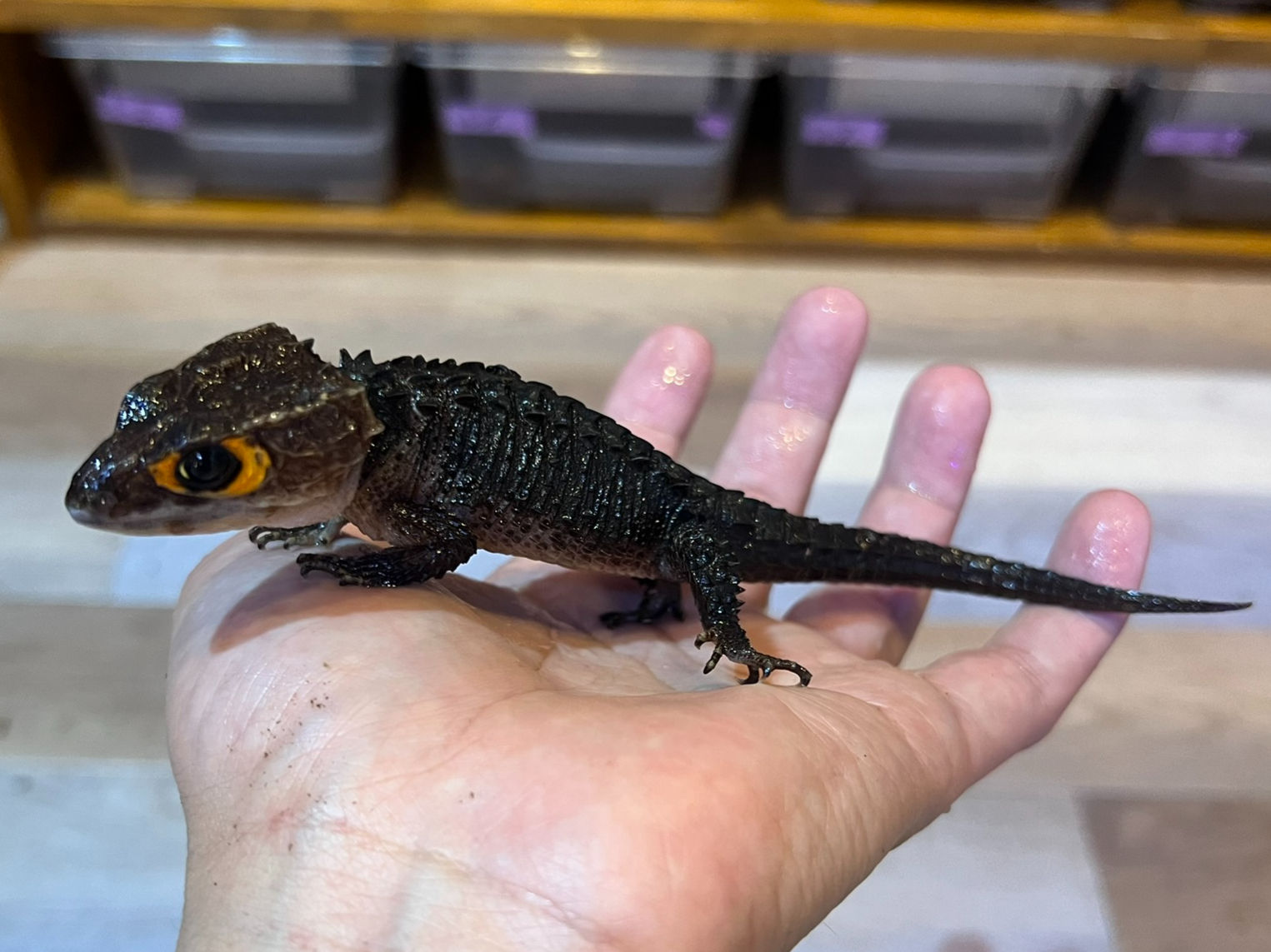 アカメカブトトカゲ