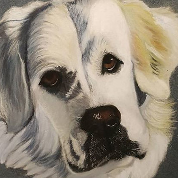 Portrait de la belle Ace, chienne des Py
