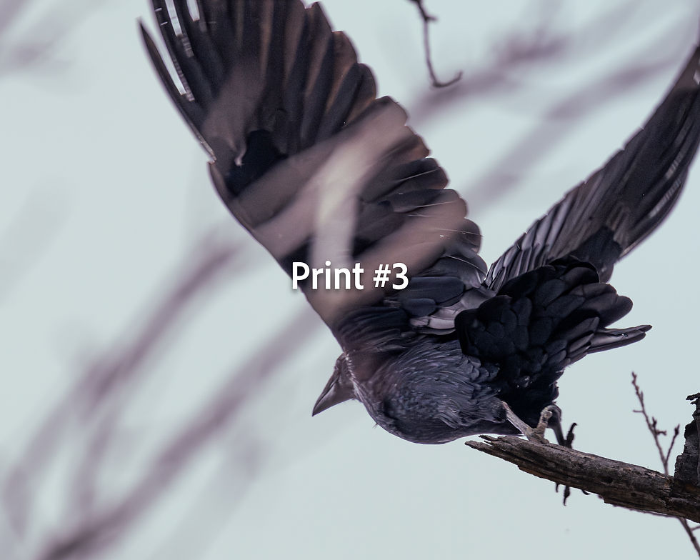 Thumbnail: Common Raven