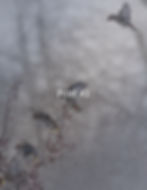 Thumbnail: Bohemian Waxwing