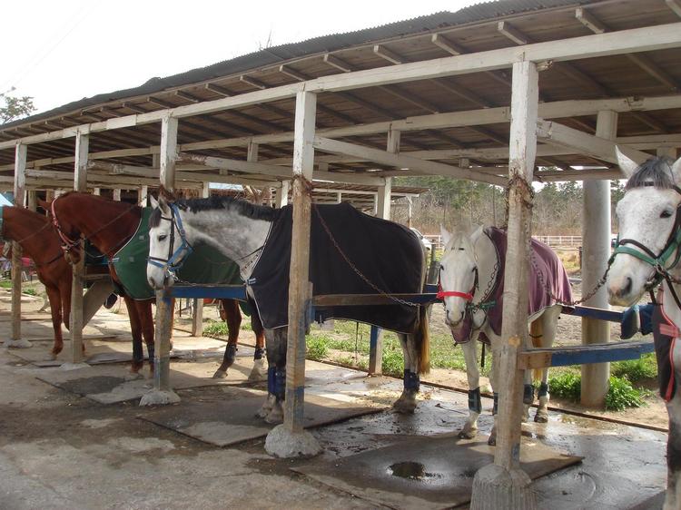 九十九里一の宮乗馬センター