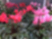 IMG_7775.JPEG