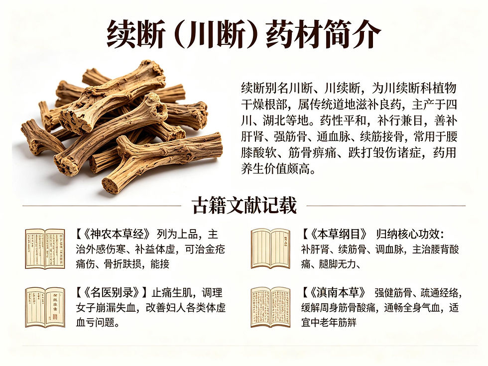 續斷：補肝腎強筋骨、續折療傷的經典滋補中藥材