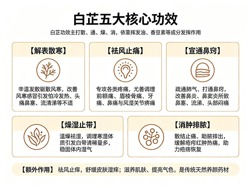 白芷：祛風止痛、通鼻竅的“辛香良藥”