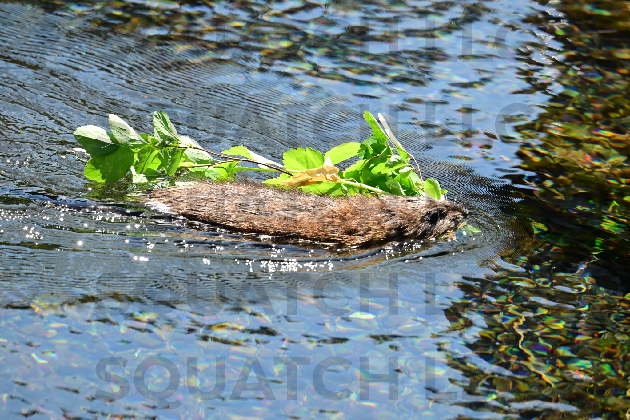 Muskrat