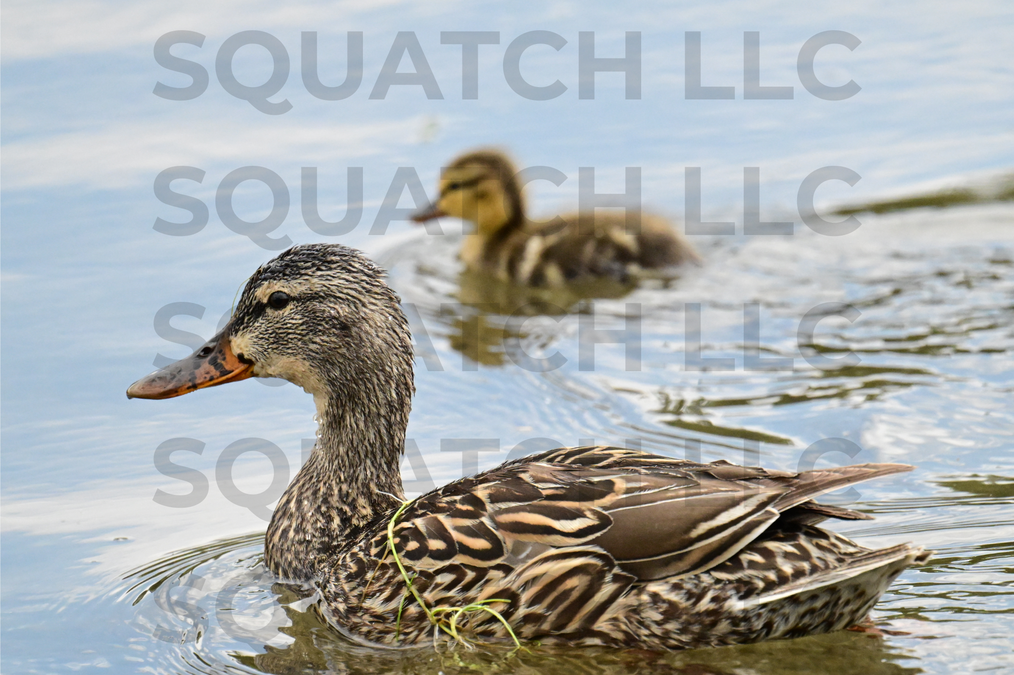 Duck & Duckling