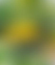 Courgette farcies provençale