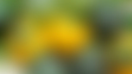 Courgette farcies provençale