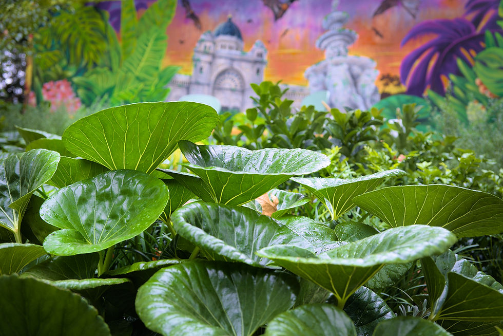 Tractor Seat Plant, a large-leaved foliage plant in show garden