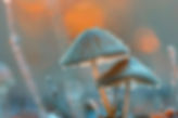 vecteezy_mushrooms-with-dew-drops-in-morning-mist-nature-background_48625115.jpg