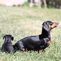 Red Dirt Doxies logo