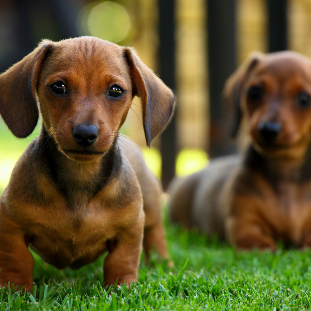 Miniature Dachshunds Red Dirt Doxies United States