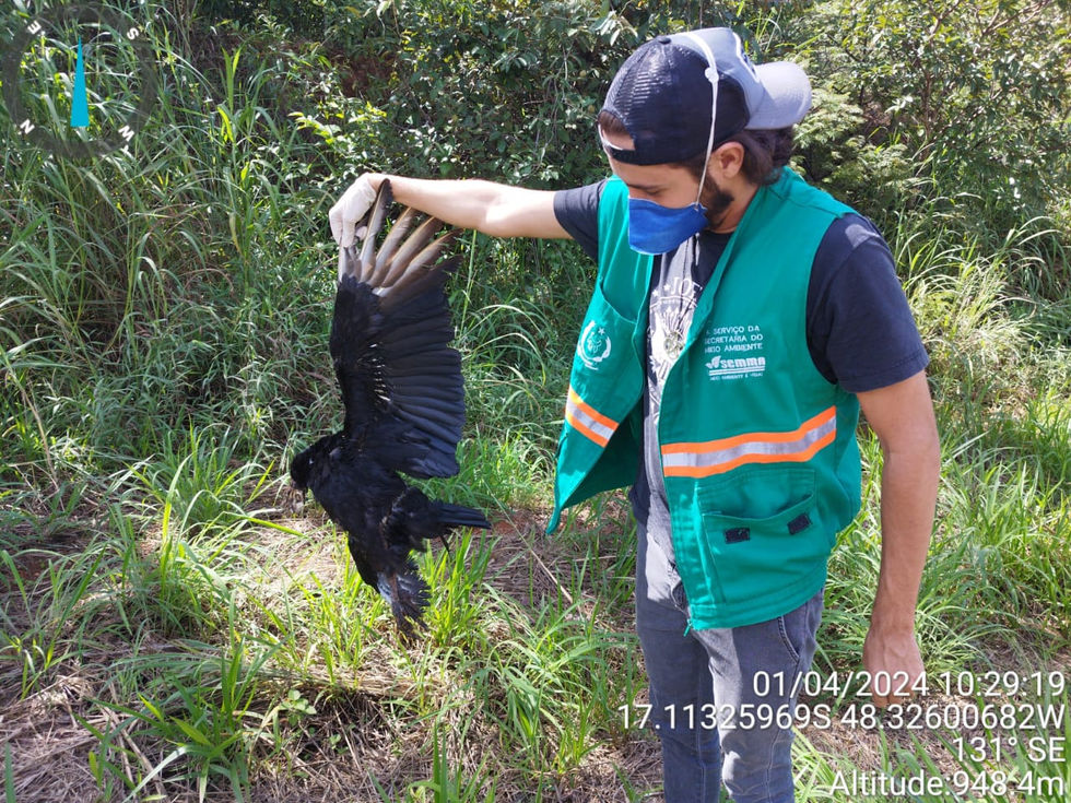 Urubu-preto (Coragyps atratus)