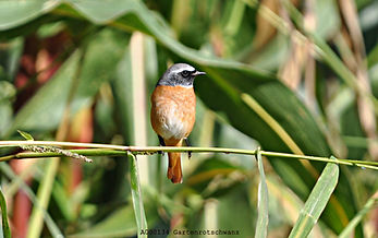 Bildercollage, Tierfotografie, Tierfotos, Tiere Fotografieren, Tierbilder, Vögel, Vogel, Gartenvögel, Gartenrotschwanz, Gartenrotschwänze 