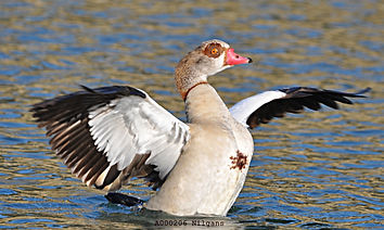 Nilgans (Alopochen aegyptiaca)