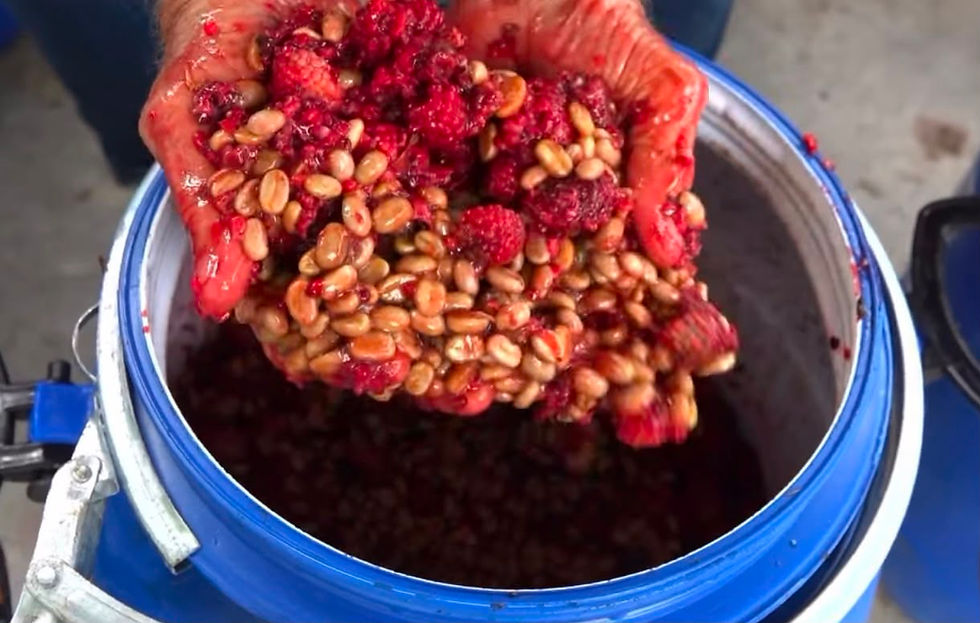 Thumbnail: Fruit CoFerment, Colombia (Anaerobic Process)