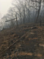 15326165_1247259291996989_1910888573854422877_o