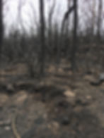 15385271_1247260128663572_5793326646940321919_o