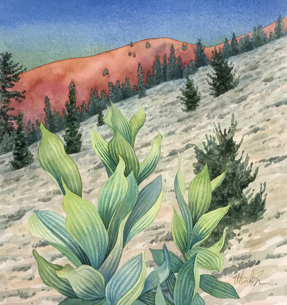 MAMMOTH SKUNK CABBAGE