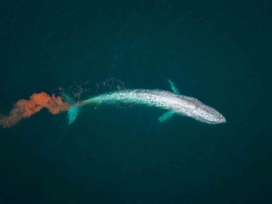 The White Blue Whale.