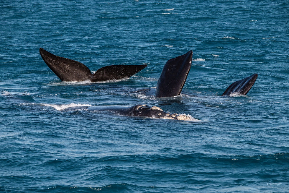 ON LOCATION: Whale Guardians in South Africa NOW