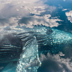 A Little Tale about the Great Whales: All About Whales Series, Part 1