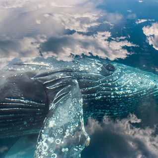 A Little Tale about the Great Whales: All About Whales Series, Part 1